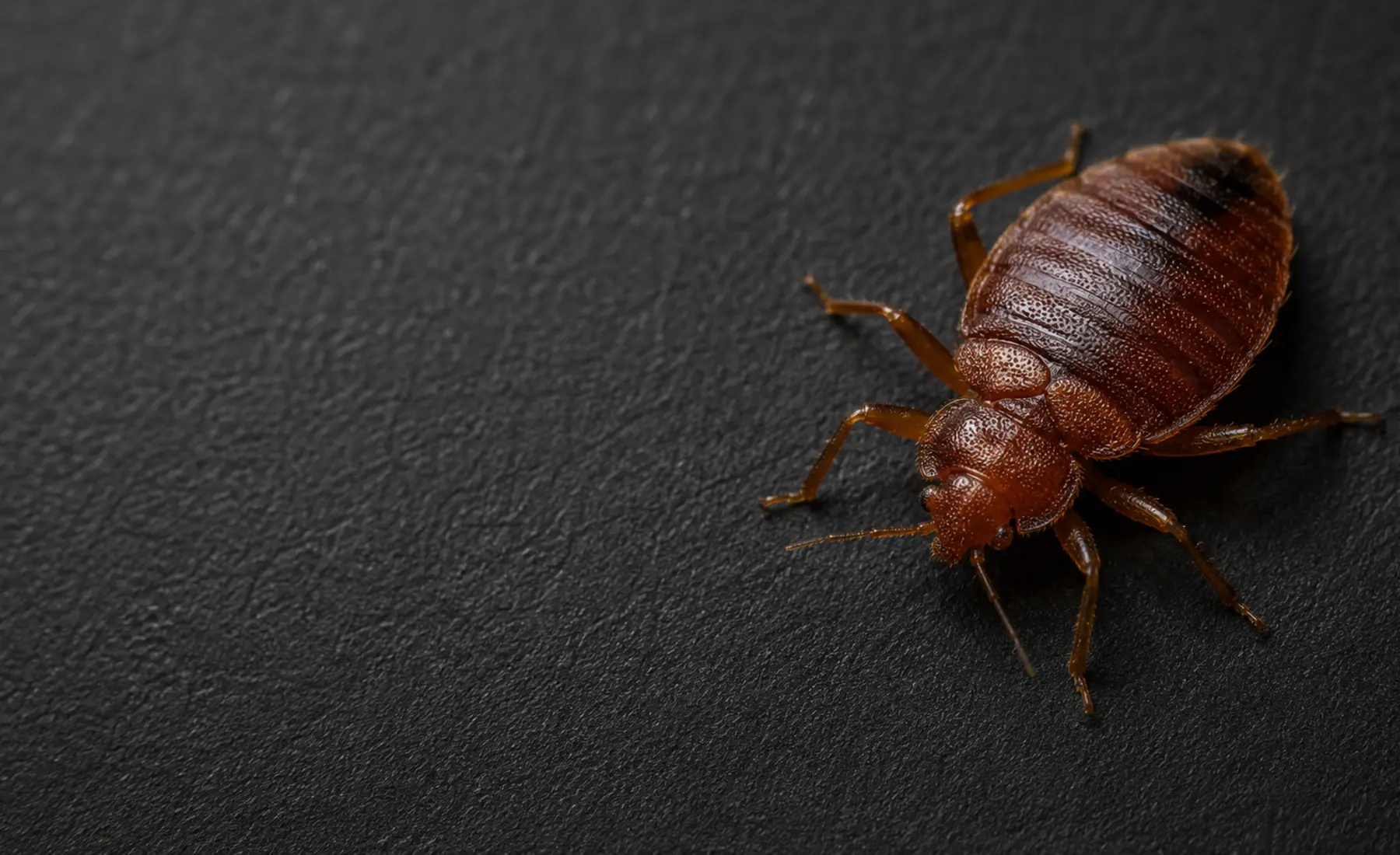 Adult bed bug on pale fabric