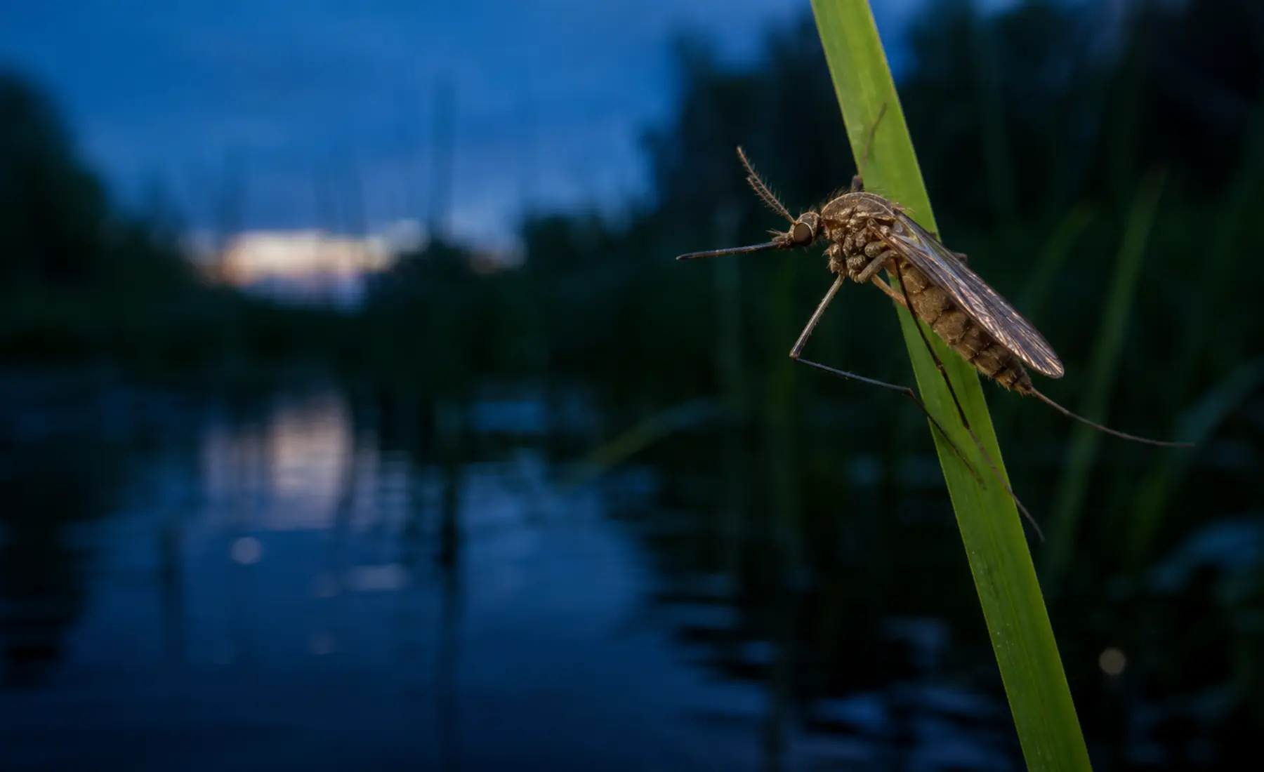 Culex mosquito resting on a reed