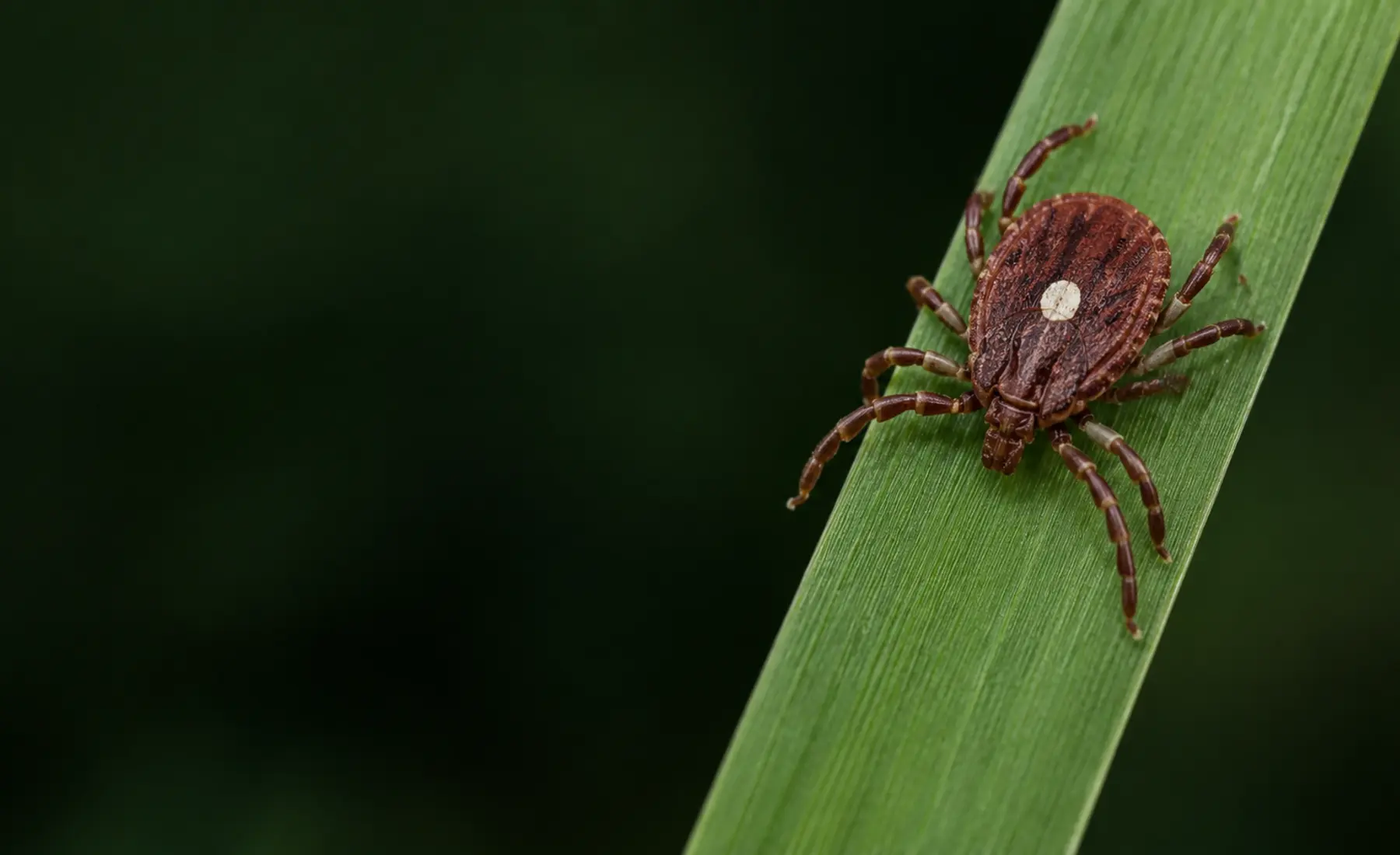 Lone star tick on grass