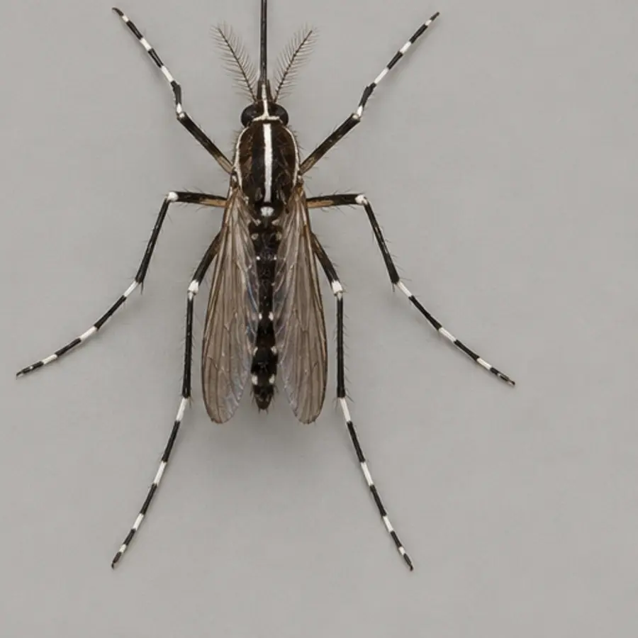 Asian tiger mosquito identification evidence