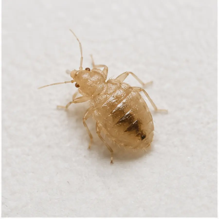 Nymph identification evidence