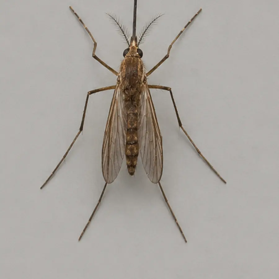 Southern house mosquito identification evidence